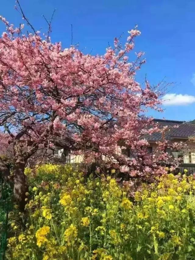 养家之人（国语版）